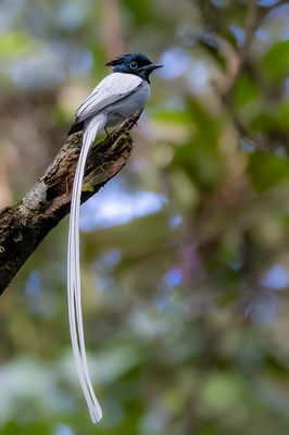 Indian Paradise Flycatcher - Indiase Paradijsmonarch - Tchitrec de paradis (m)