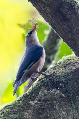 Velvet-fronted Nuthatch - Pluchekapboomklever - Sittelle veloutée
