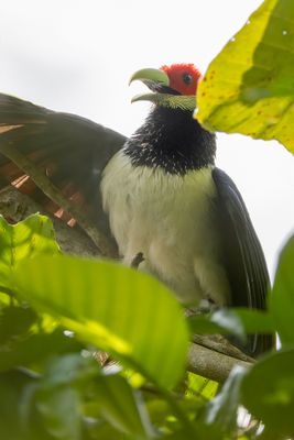Red-faced Malkoha - Roodwangmalkoha - Malcoha à face rouge