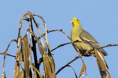 Sri Lanka Green Pigeon - Ceylonpapegaaiduif - Colombar pompadour (f)