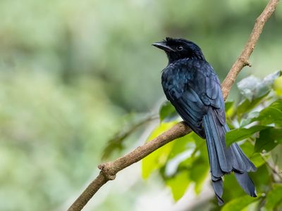 Sri Lanka Drongo - Ceylonese Kuifdrongo - Drongo du Sri Lanka