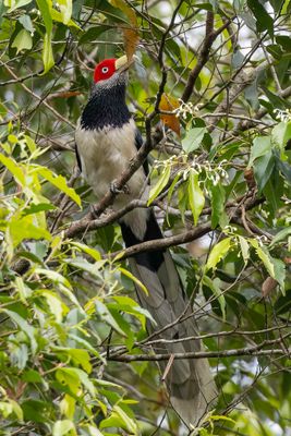 Red-faced Malkoha - Roodwangmalkoha - Malcoha à face rouge