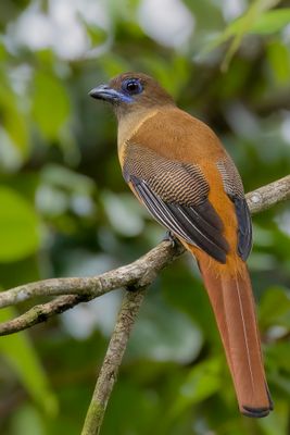 Malabar Trogon - Malabartrogon - Trogon de Malabar (f)