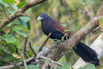 Green-billed Coucal - Ceylonspoorkoekoek - Coucal de Ceylan