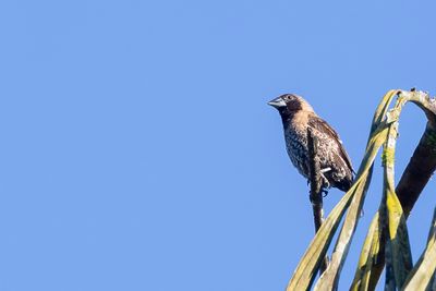 Black-throated Munia - Zwartkeelbronzemannetje - Capucin à ventre roux