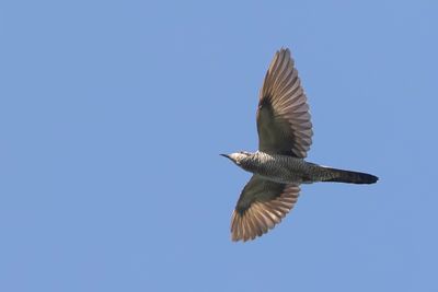Banded Bay Cuckoo - Gestreepte Piet-van-Vliet - Coucou de Sonnerat