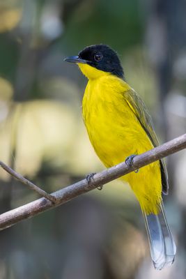 Black-capped Bulbul - Driekleurbuulbuul - Bulbul tricolore