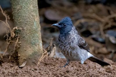 Red-vented Bulbul - Roodbuikbuulbuul - Bulbul à ventre rouge