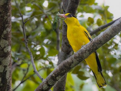 Black-naped Oriole - Chinese Wielewaal - Loriot de Chine