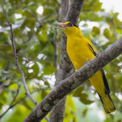 Black-naped Oriole - Chinese Wielewaal - Loriot de Chine
