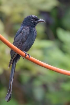Andaman Drongo - Andamanendrongo - Drongo des Andaman