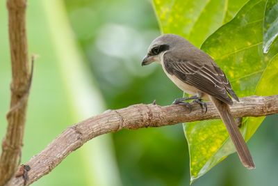 Brown Shrike - Bruine Klauwier - Pie-griche brune