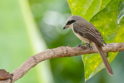 Brown Shrike - Bruine Klauwier - Pie-griche brune