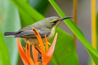 Ornate Sunbird - Souimanga orn (j)