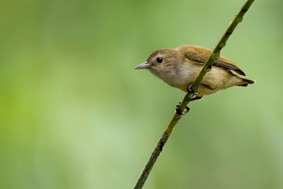 Andaman Flowerpecker - Andamanenhoningvogel - Dice des Andamans