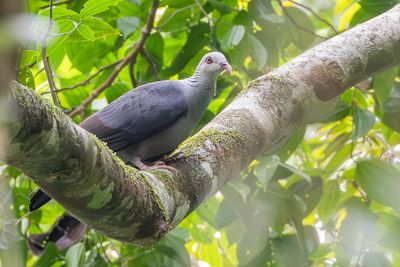 Andaman Wood Pigeon - Andamanenhoutduif - Pigeon des Andaman