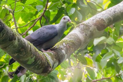 Andaman Wood Pigeon - Andamanenhoutduif - Pigeon des Andaman
