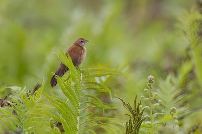 Fan-tailed Grassbird - Waaierstaartzanger - Graminicole  bec court