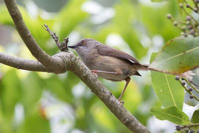 Roberts's Warbler - Roberts' Prinia - Prinia de Roberts