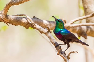 Marico Sunbird - Maricohoningzuiger - Souimanga de Mariqua (m)