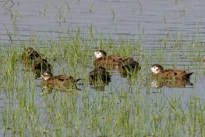 Andaman Teal - Andamanentaling - Sarcelle des Andaman