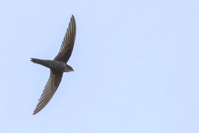 Blyth's Swift - Blyths Gierzwaluw - Martinet de Blyth