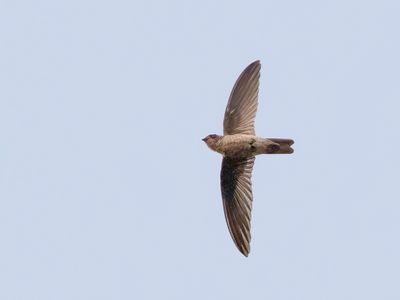 Edible-nest Swiftlet - Eetbaar-nestsalangaan - Salangane  nid blanc