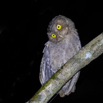 Andaman Scops Owl - Andamanendwergooruil - Petit-duc des Andaman