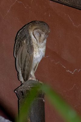 Andaman Masked Owl - Andamanenkerkuil - Effraie des Andaman