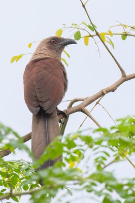 Andaman Coucal - Andamanenspoorkoekoek - Coucal des Andaman