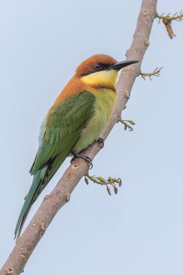 Chestnut-headed Bee-eater - Bruinkopbijeneter - Gupier de Leschenault