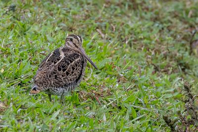 Pin-tailed Snipe - Stekelstaartsnip - Bcassine  queue pointue