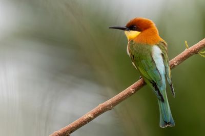Chestnut-headed Bee-eater - Bruinkopbijeneter - Gupier de Leschenault