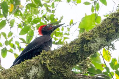 Andaman Woodpecker - Andamanenspecht - Pic des Andaman (m)