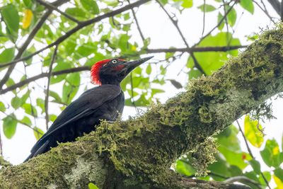 Andaman Woodpecker - Andamanenspecht - Pic des Andaman (m)
