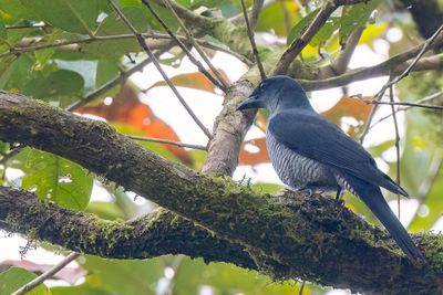 Andaman Cuckooshrike - Andamanenrupsvogel - chenilleur des Andaman (f)
