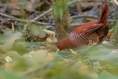 Andaman Crake - Andamanenral - Rle des Andaman