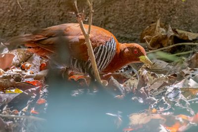Andaman Crake - Andamanenral - Rle des Andaman