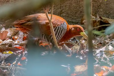 Andaman Crake - Andamanenral - Rle des Andaman