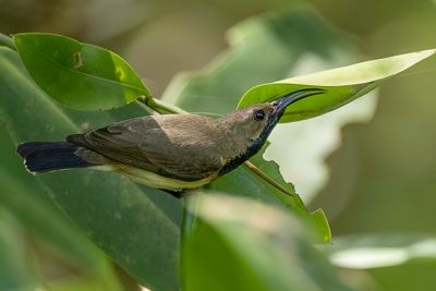 Ornate Sunbird - Souimanga orn (m)