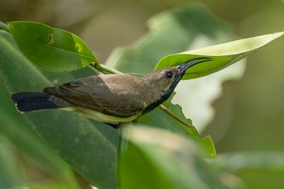 Ornate Sunbird - Souimanga orn (m)