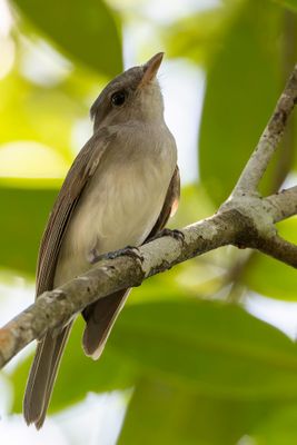 Mangrove Whistler - Mangrovefluiter - Siffleur cendr