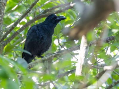 Eastern Jungle Crow - Oostelijke Junglekraai - Corbeau de Levaillant