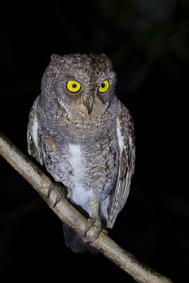 Oriental Scops Owl - Oosterse Dwergoorui - Petit-duc d'Orient