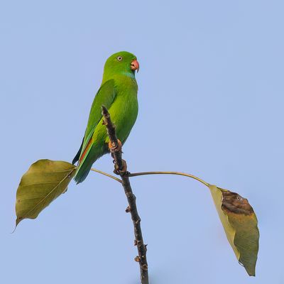 Vernal Hanging Parrot - Indische Vleermuisparkiet - Coryllis vernal