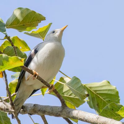 White-headed Starling - Andamanenspreeuw - tourneau  tte blanche