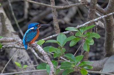 Blue-eared Kingfisher - Menintingijsvogel - Martin-pcheur mninting