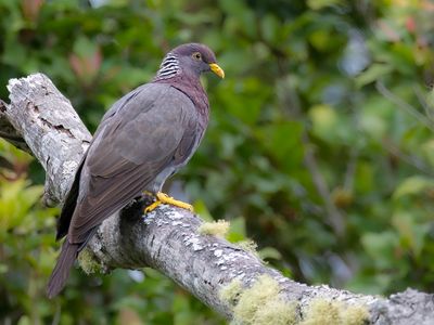 Comoro Olive Pigeon - Comorenolijfduif - Pigeon des Comores