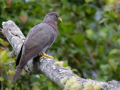 Comoro Olive Pigeon - Comorenolijfduif - Pigeon des Comores