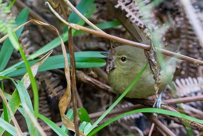 Anjouan Brush Warbler - Anjouanzanger - Nsille d'Anjouan